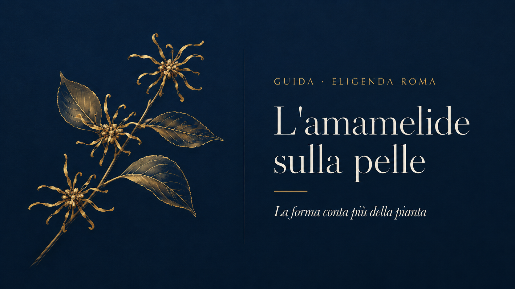 Un ramo di amamelide disegnato in oro su fondo blu: tre fiori con i quattro petali sottili a nastro tipici di Hamamelis virginiana, accanto alle foglie ovali dalla nervatura marcata